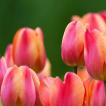 Самые красивые тюльпаны в мире: сорта и много фото Тюльпаны видовые описание