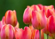 Самые красивые тюльпаны в мире: сорта и много фото Тюльпаны видовые описание